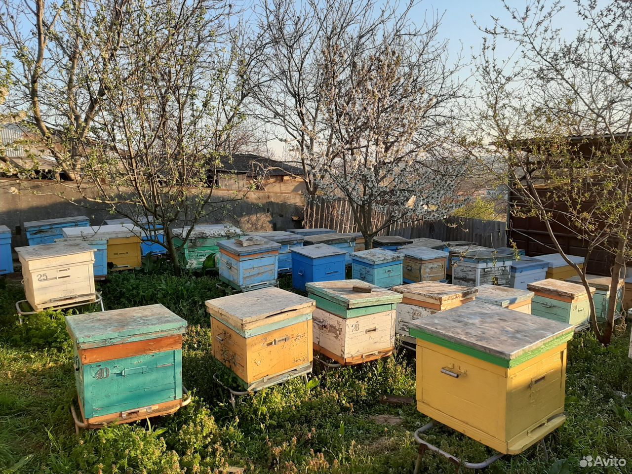 Пчелы. Пчелопакеты купить на Зозу.ру - фотография № 3