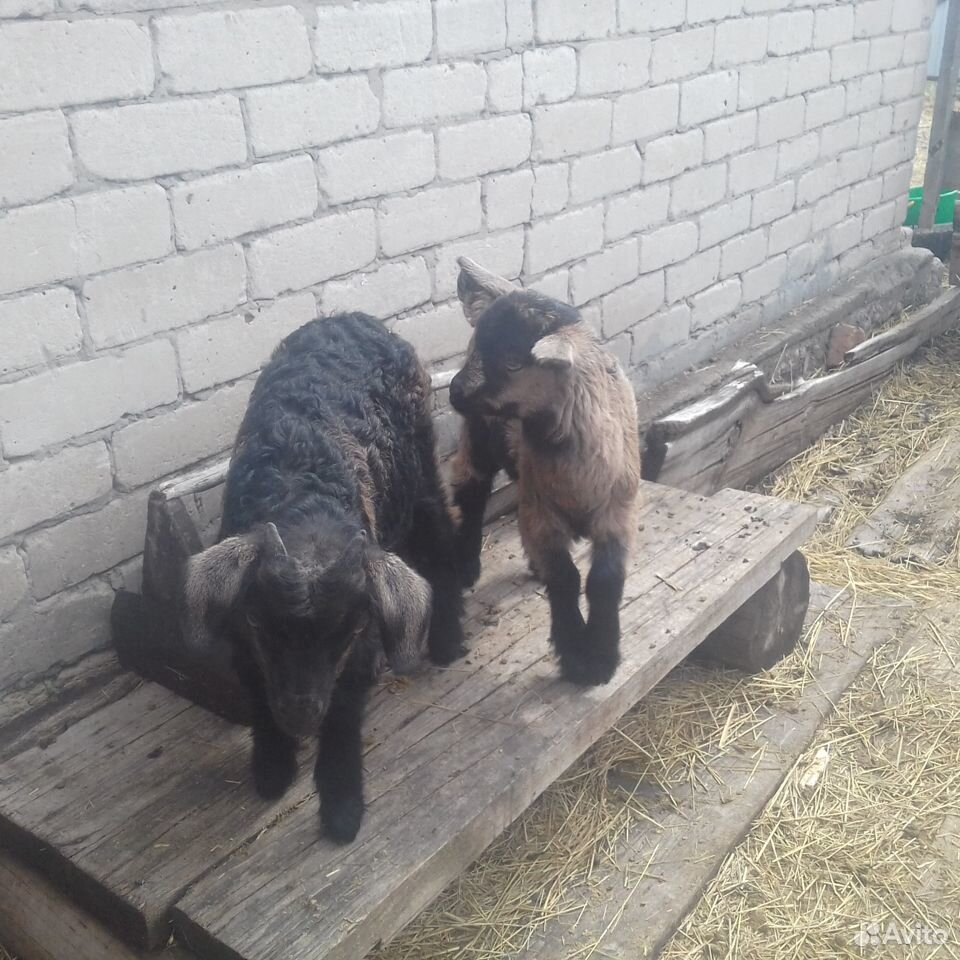 Продам козлят от молочных коз.В Мамонтово купить на Зозу.ру - фотография № 1