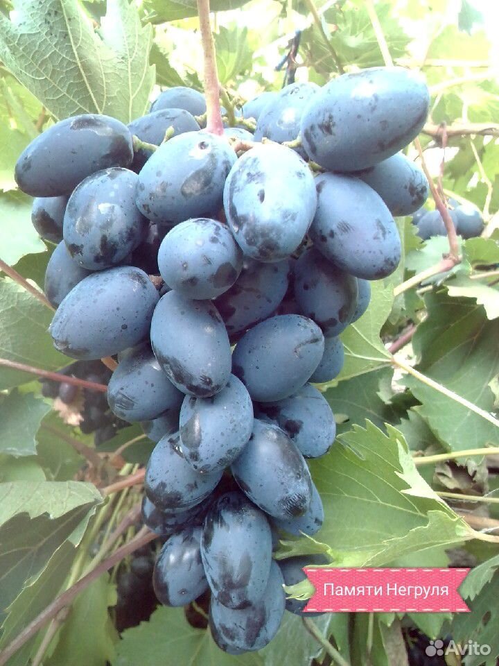 Саженцы винограда купить на Зозу.ру - фотография № 8