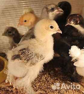 Цыплята домашние подрощенные купить на Зозу.ру - фотография № 1