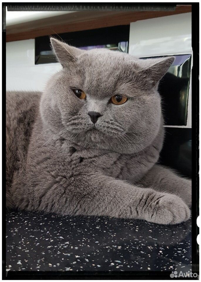 Британский кот для вязки купить на Зозу.ру - фотография № 4