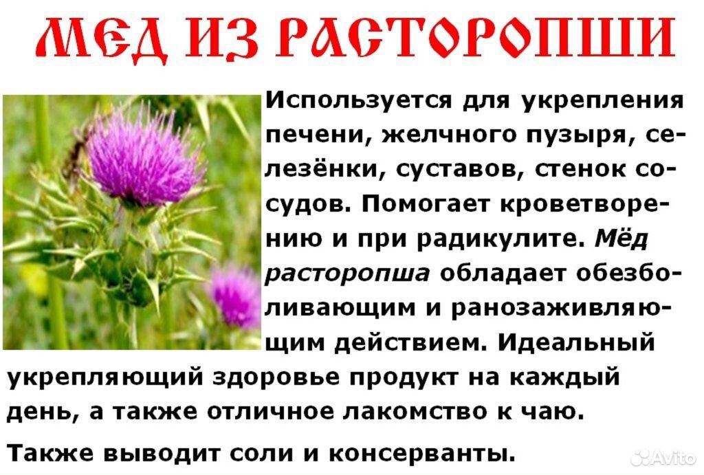 Расторопша свойства. Мед из расторопши. Мед из чертополоха полезные. Мед из расторопши полезные. Мед из расторопши характеристика.