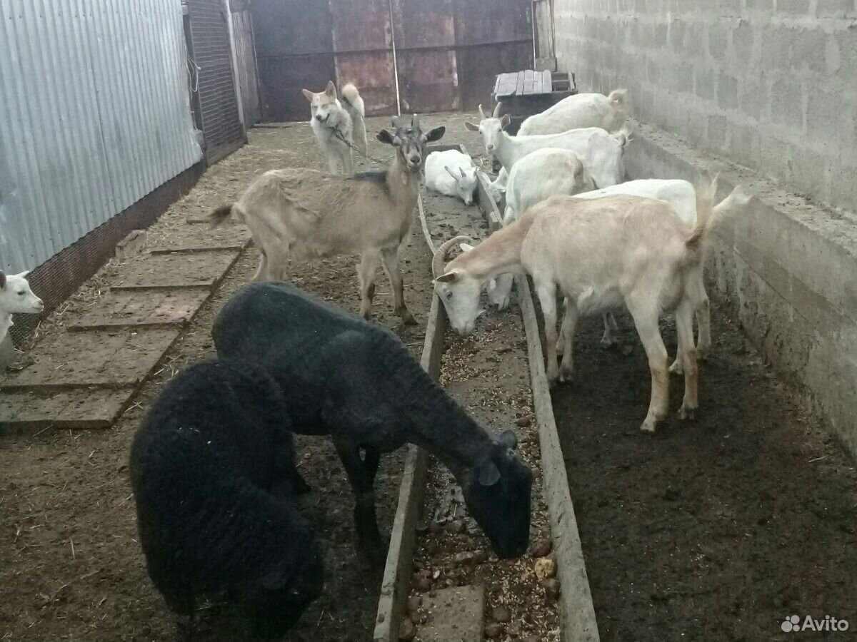 Продаются козы и козлята.Козёл на племя купить на Зозу.ру - фотография № 1