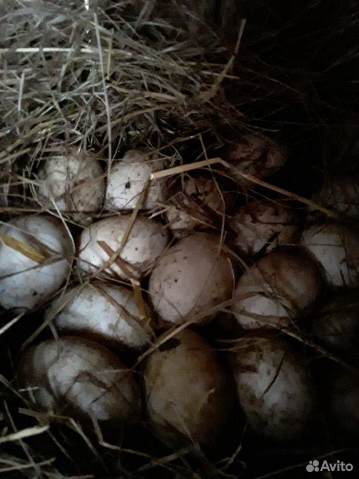 Яйцо муларда для инкубации купить на Зозу.ру - фотография № 1