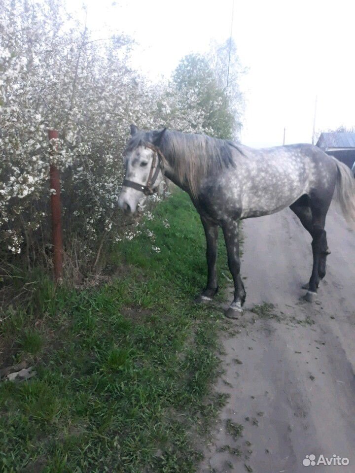 Лошадь жеребец на случку купить на Зозу.ру - фотография № 2