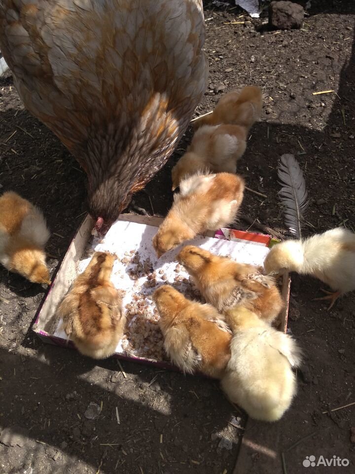 Цыплята от наседки купить на Зозу.ру - фотография № 3