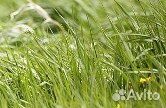 Трава и сено купить на Зозу.ру - фотография № 1