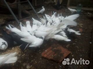 Бакинские голуби (разные) купить на Зозу.ру - фотография № 3