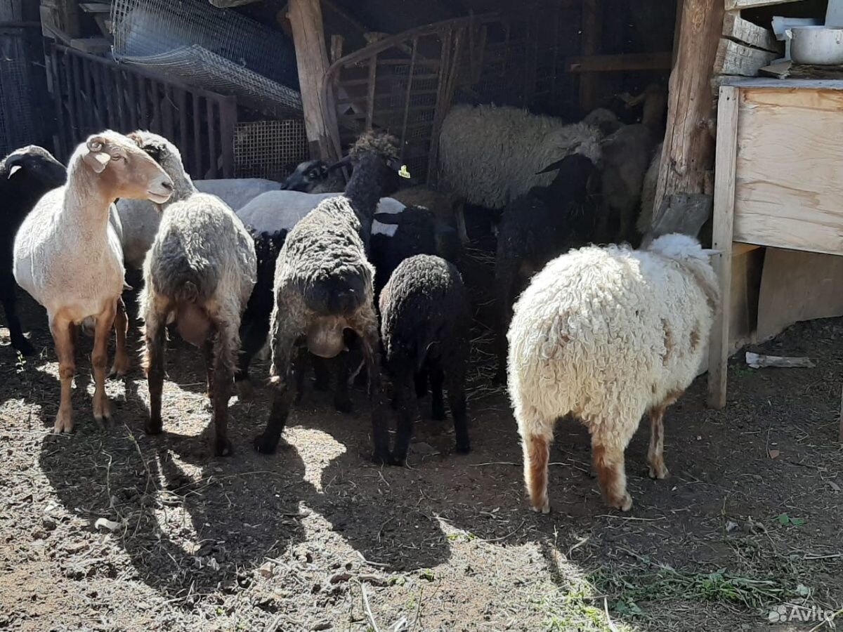 Овцы и бараны купить на Зозу.ру - фотография № 6