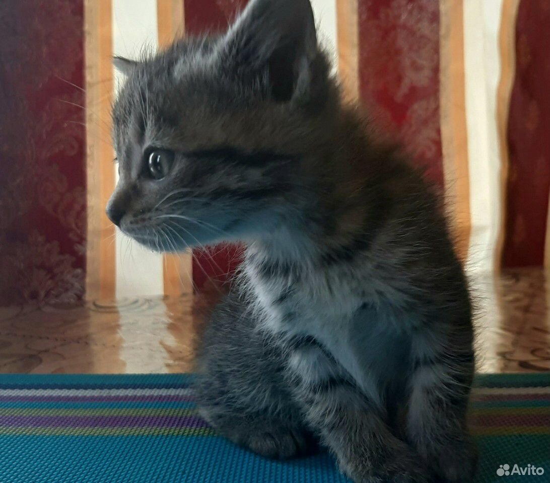 Котенок (кошка) купить на Зозу.ру - фотография № 3
