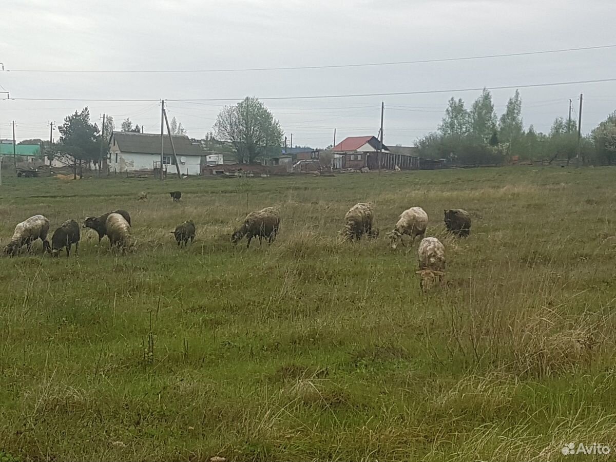 Баран и овцы с ягнятами купить на Зозу.ру - фотография № 2