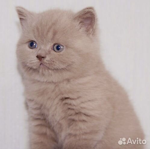 Британские котята купить на Зозу.ру - фотография № 2