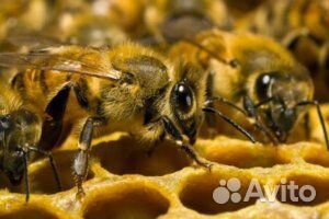 Продаются семьи пчел на высадку купить на Зозу.ру - фотография № 1