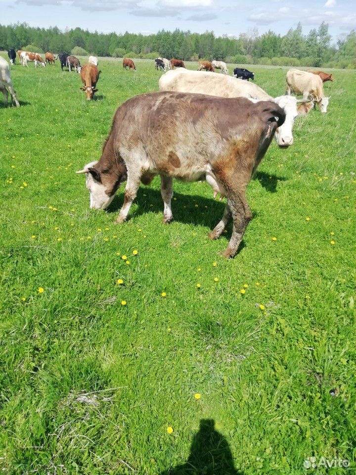 Корова с теленком, или отдельно купить на Зозу.ру - фотография № 2