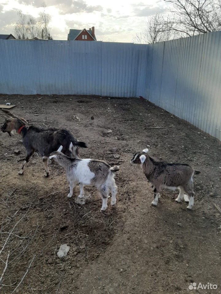 Альпийская коза с козлятами купить на Зозу.ру - фотография № 3