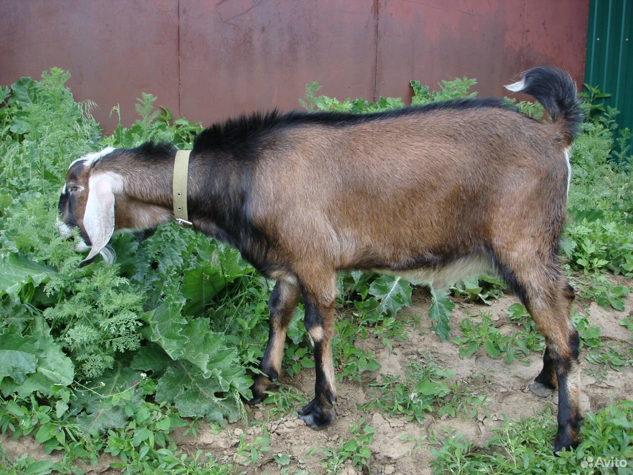 Нубийские козлики и взрослый козел купить на Зозу.ру - фотография № 7