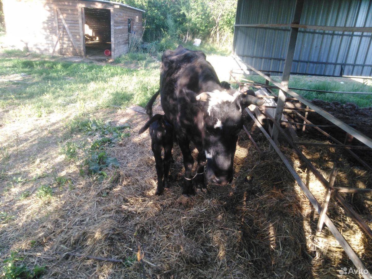 Корова с телёнкам купить на Зозу.ру - фотография № 2