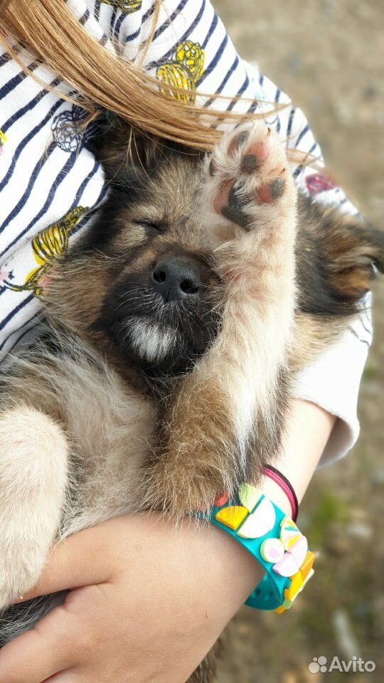 Собака в хорошие руки купить на Зозу.ру - фотография № 6