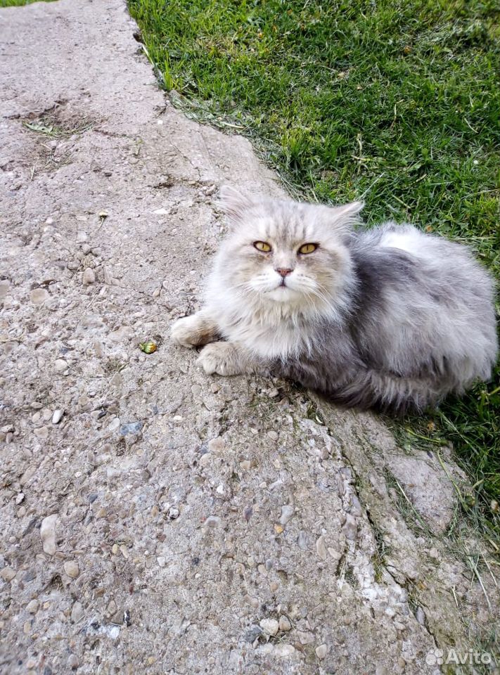 Кот красавец купить на Зозу.ру - фотография № 1