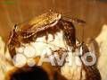 Таракан мраморный (живой) Nauphoeta cinerea купить на Зозу.ру - фотография № 5