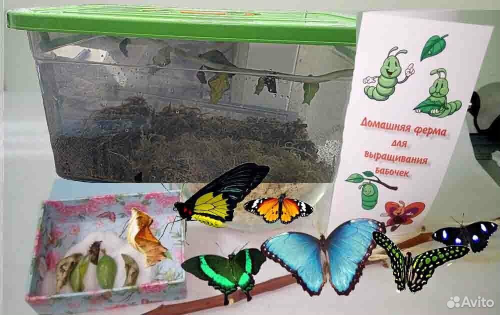 Живые бабочки в подарок купить на Зозу.ру - фотография № 1