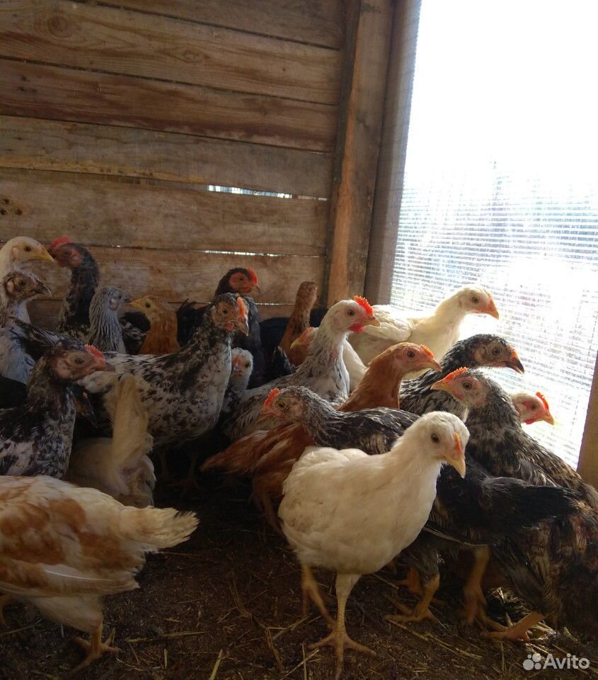 Цыплята несушки домашние (разные) купить на Зозу.ру - фотография № 2