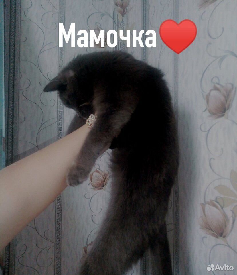 Милые котята в добрые руки купить на Зозу.ру - фотография № 5