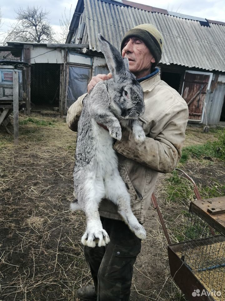 Кролики фландер и великан купить на Зозу.ру - фотография № 1