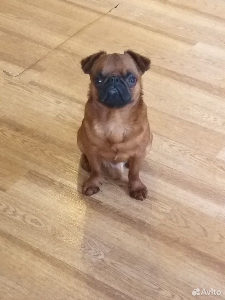 авито сарапул собаки