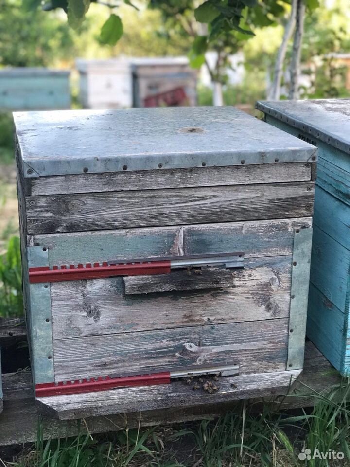 Пчёлы с ульями купить на Зозу.ру - фотография № 2