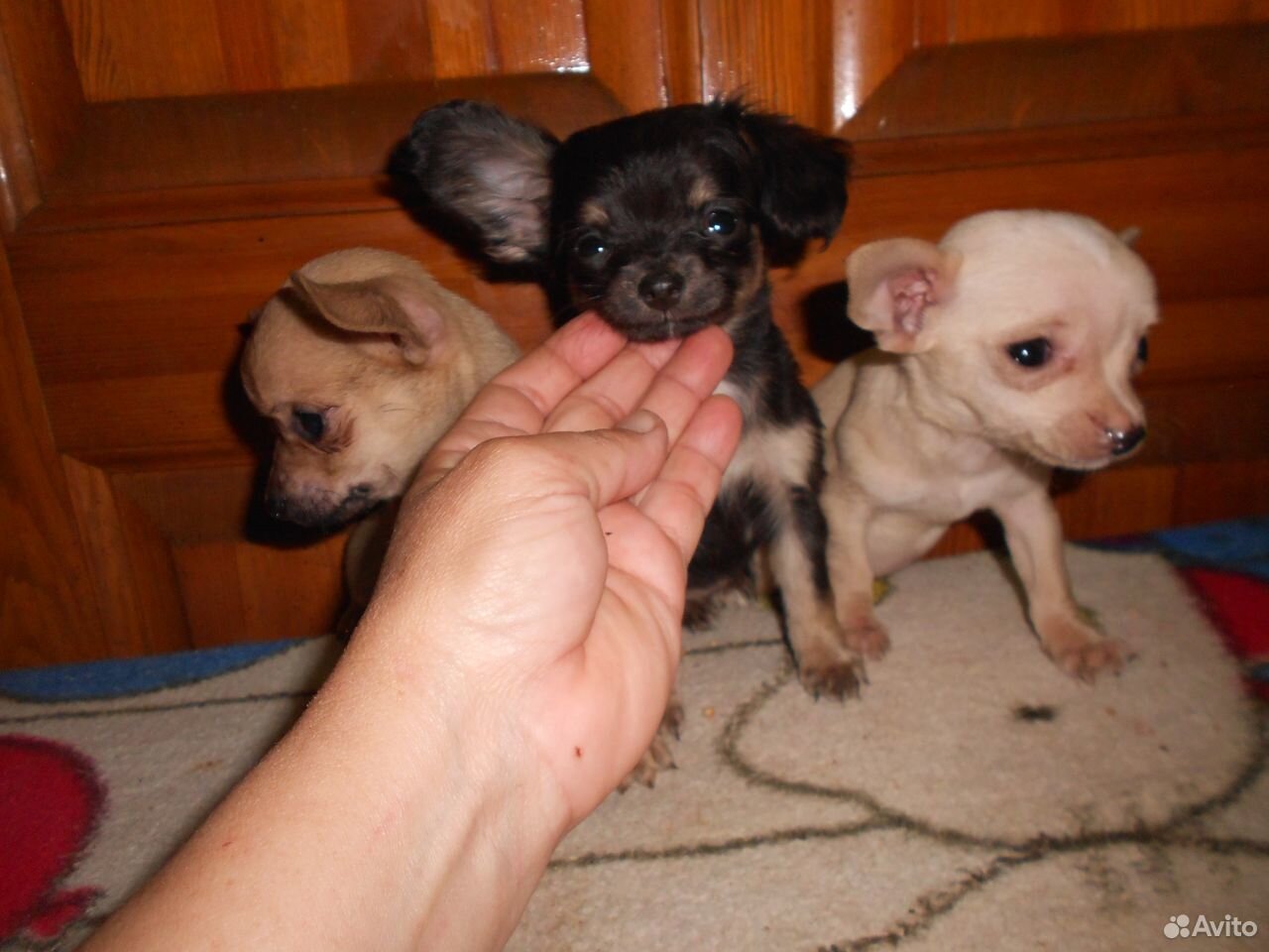 Маленькие собачки купить на Зозу.ру - фотография № 8