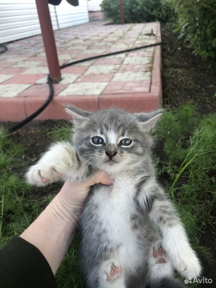 Пушистые котята купить на Зозу.ру - фотография № 4