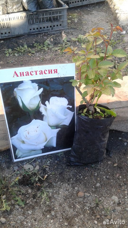 Розы купить на Зозу.ру - фотография № 5