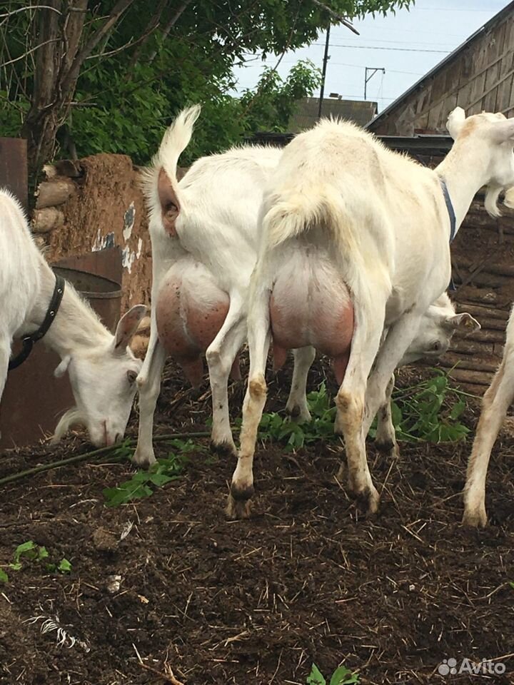 Породистые дойные козы купить на Зозу.ру - фотография № 1