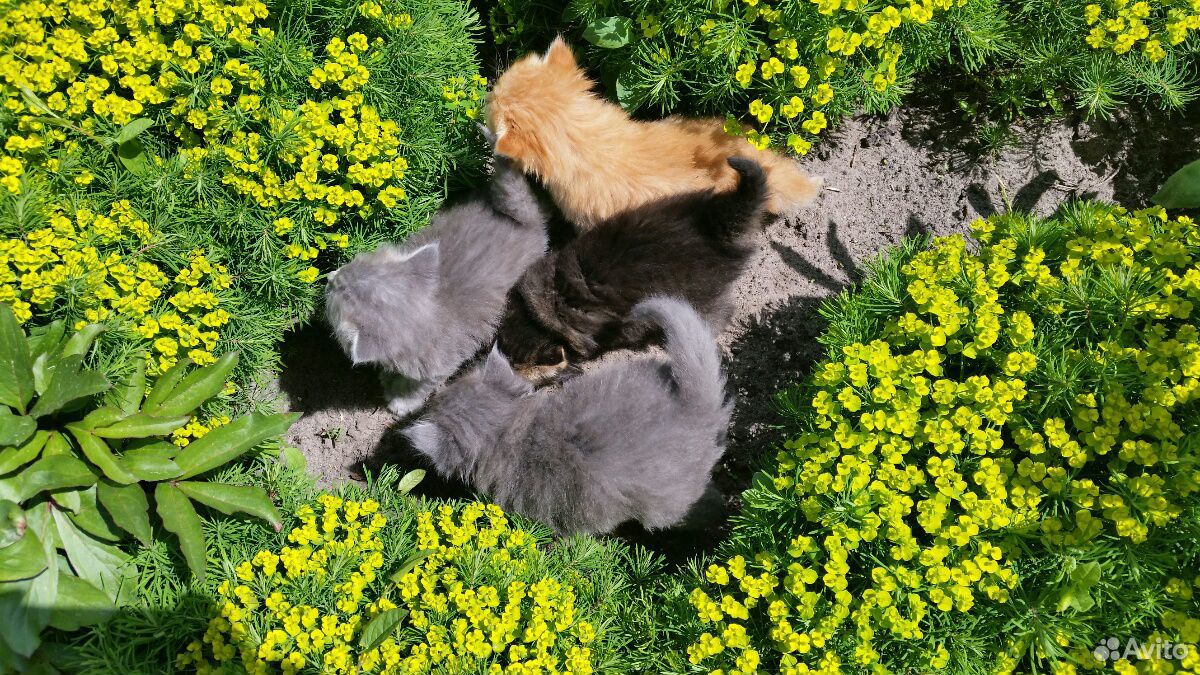 Котята породы,Деревенская борзая'' купить на Зозу.ру - фотография № 1