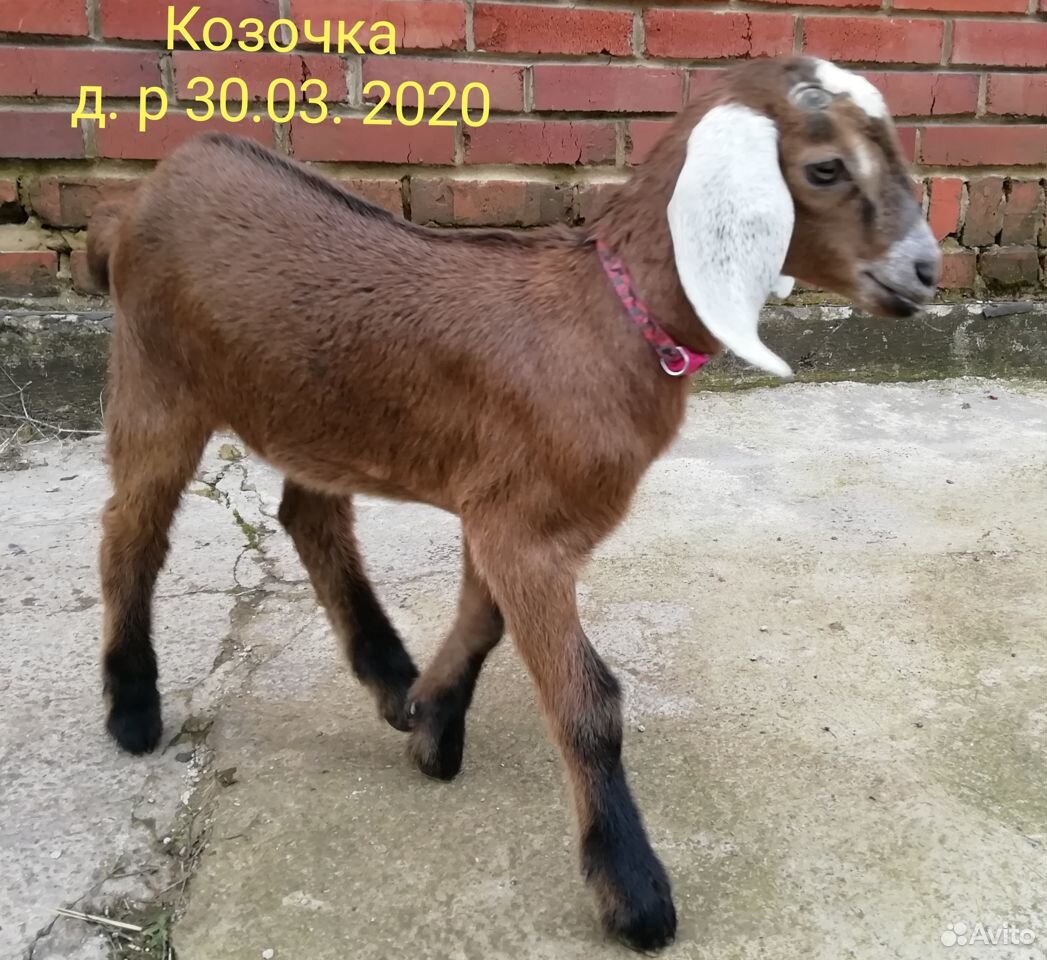 Нубийская коза купить на Зозу.ру - фотография № 3