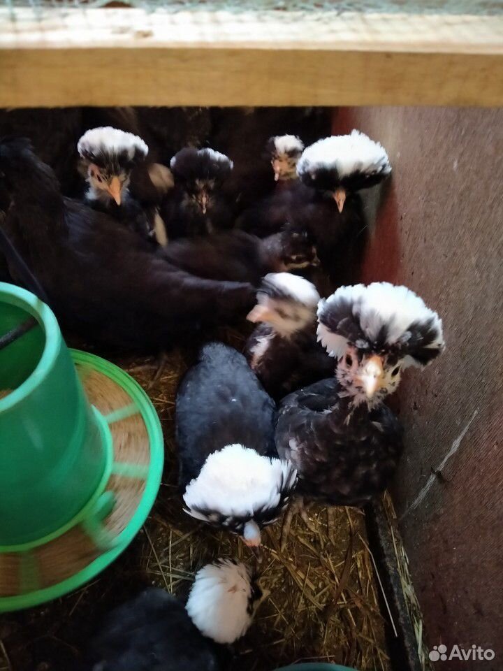 Инкубационные яйца,Голландские Белохохлые купить на Зозу.ру - фотография № 2