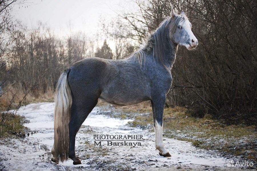 Уэльский пони купить на Зозу.ру - фотография № 3