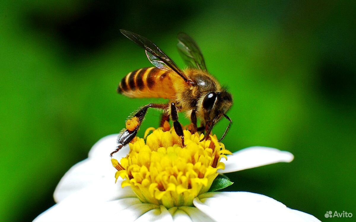 Пчелосемьи,пчелопакеты,рои,маток купить на Зозу.ру - фотография № 2