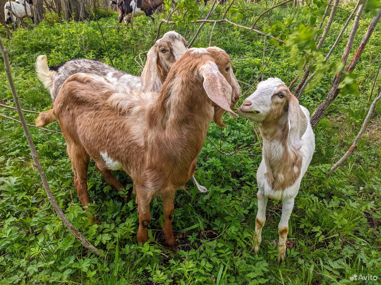 Нубийские козы и козлята купить на Зозу.ру - фотография № 1