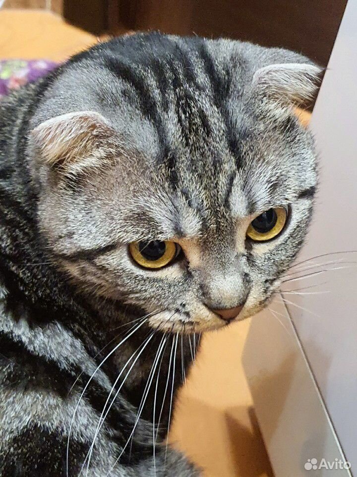 Шотландский вислоухий кот для вязки купить на Зозу.ру - фотография № 1