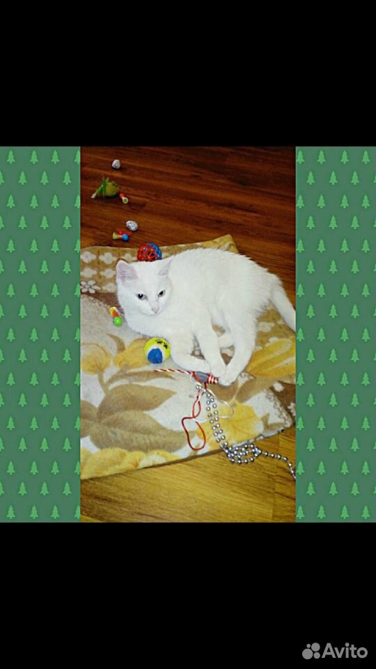 Белая кошка в добрые руки купить на Зозу.ру - фотография № 3