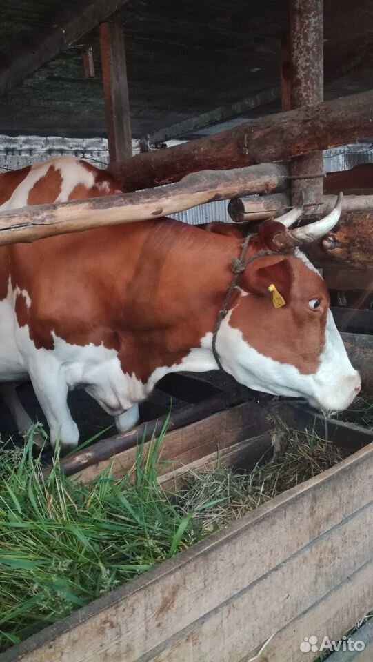 Продается корова купить на Зозу.ру - фотография № 2