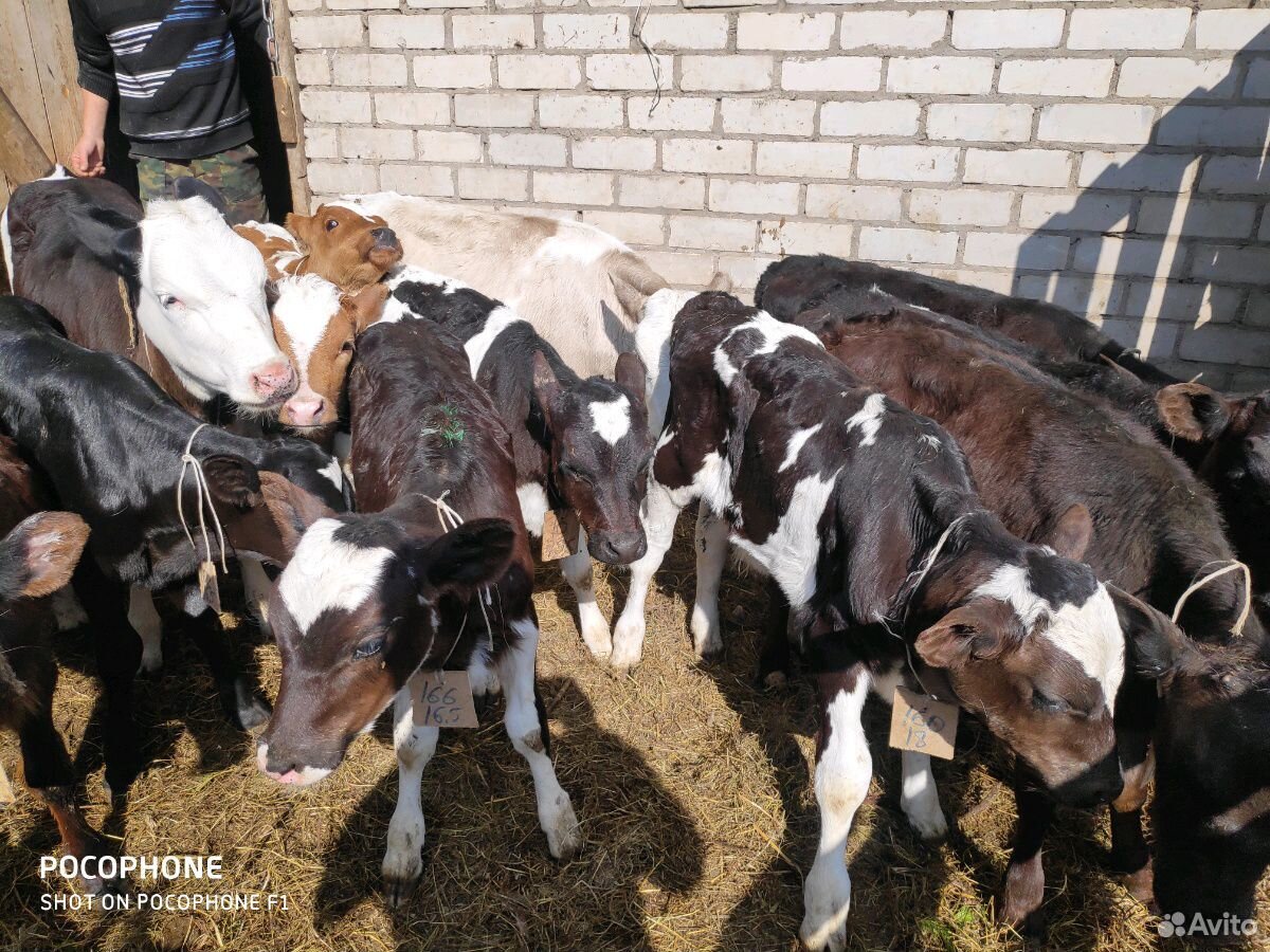 Бычки мясо молочных, высоко удойные породы купить на Зозу.ру - фотография № 2
