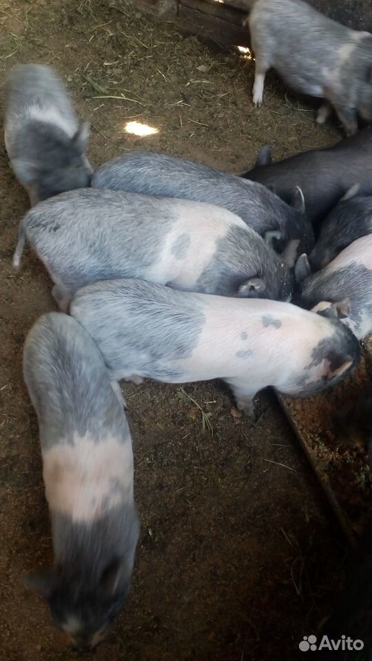 Поросята вьетнамских вислобрюхих свиней купить на Зозу.ру - фотография № 5