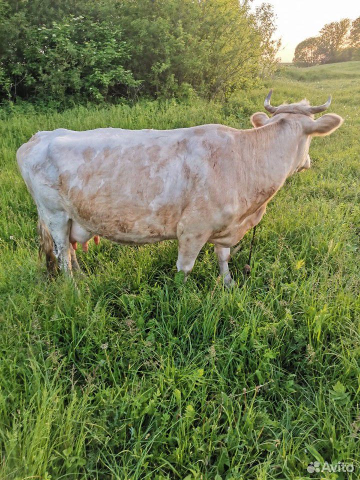 Корова, и бычок купить на Зозу.ру - фотография № 3