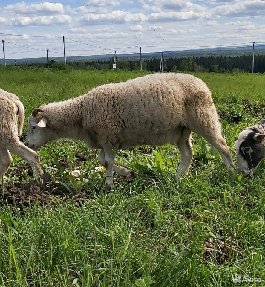 Овцы. баран на племя от катумского барана купить на Зозу.ру - фотография № 5
