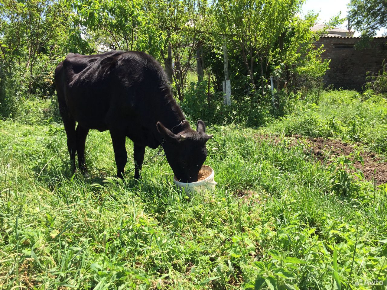 Телка, корова (год и 4 месяца) купить на Зозу.ру - фотография № 2
