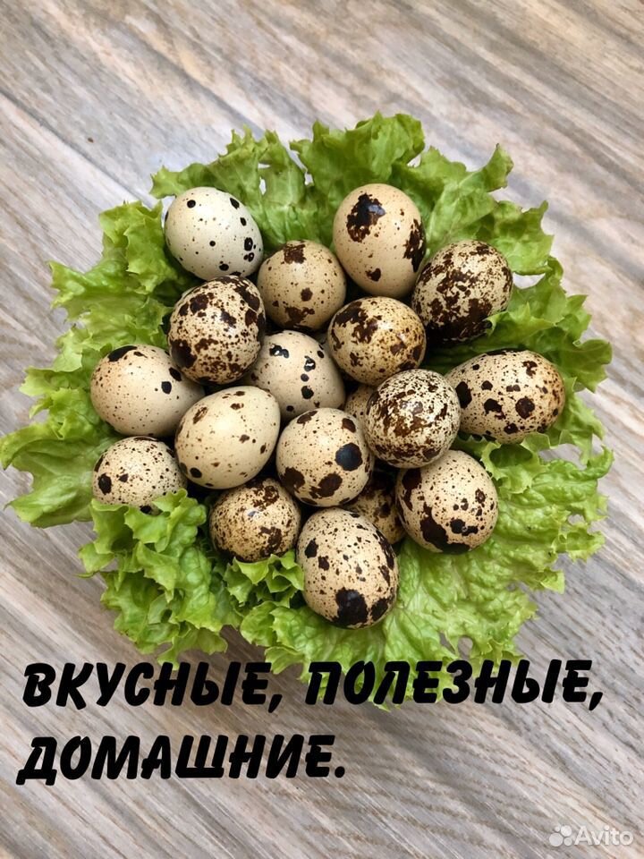 Домашние перепелиные яйца купить на Зозу.ру - фотография № 3