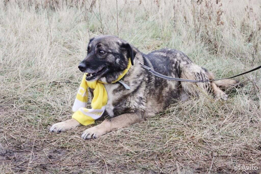 Дружелюбная собака Карамелька ищет семью в дар купить на Зозу.ру - фотография № 2